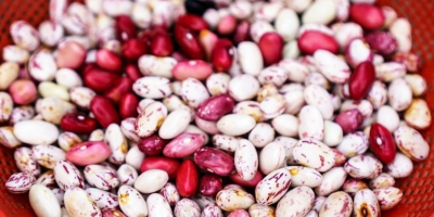 We sell high quality beans. More than 20 varieties