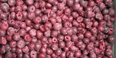 SELL FROZEN FRUITS FRESH SOUR CHERRIES, PRICE - CENY ROLNICZE, Agro-Market24