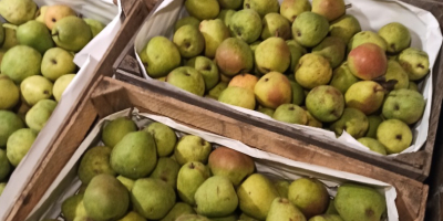 I will sell Lukasówka pears 900 kg small, 2000