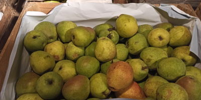 I will sell Lukasówka pears 900 kg small, 2000