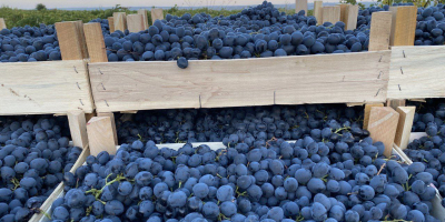 Sale of several grape varieties all over Europe
