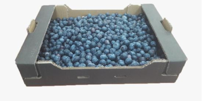 Blueberry from Georgia