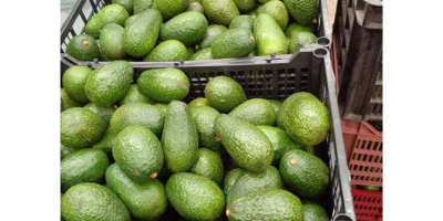 Style ...Fresh Type...AVOCADO Product Type...Tropical & Sub-Tropical Fruit Variety......contact