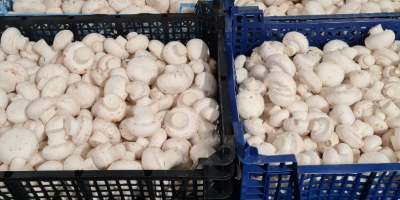 I will sell mushrooms for industrial purposes, packed in