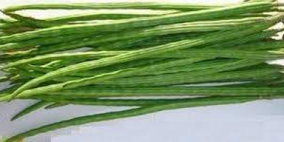 Fresh Vegetable Drumstick from India