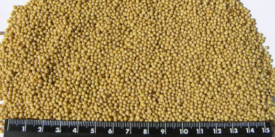 Group of companies ExportGrain exports soybeans, origin Kazakhstan, FCA