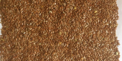 Oilseed flax brown available in a big volumes at