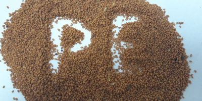 Bio-Camelina-Samen in großen Mengen in unserem Lager erhältlich. Sowie