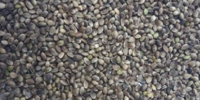 Organic oilseed industrial Hemp seeds available in a big