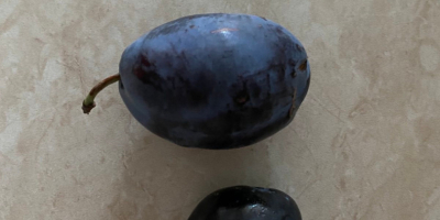 Stanley Plum We sell large quantities of Stanley Plum
