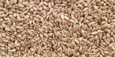 High quality sunflower seed negotiable price. Details on the