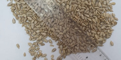 High quality sunflower seed negotiable price. Details on the