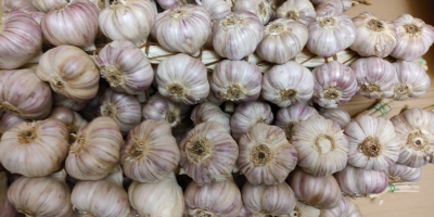 Hello. I am selling Polish Harnaś garlic. The garlic