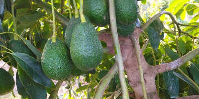 Свеж авокадо, из Марока за више информација можете ме
