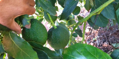 Fresh avocado, from Morocco for more information you can