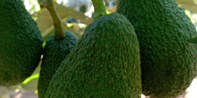 Fresh avocado, from Morocco for more information you can