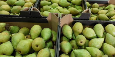 I will sell Xenia pears, put in any package
