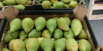 I will sell Xenia pears, put in any package