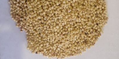 I will sell red sorghum 200 tons. Packed in