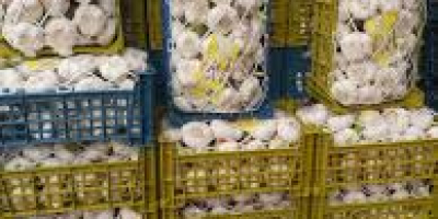 600 Tonnen erstklassiger Knoblauch für den Export Knoblauch für