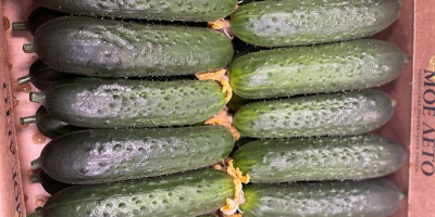 Ground cucumber for sale (My Lato - Russia), up