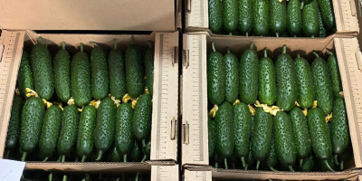 I will sell a greenhouse cucumber (My Summer company