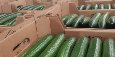 I will sell a greenhouse cucumber (My Summer company