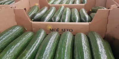Greenhouse cucumber (My Summer company - Russia) TIRO delivery