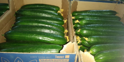 Greenhouse cucumber for sale (Gorkunov-Russia company). TIR deliveries. Please