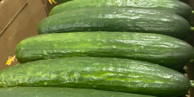 Greenhouse cucumber for sale (Gorkunov-Russia company). TIR deliveries. Feel