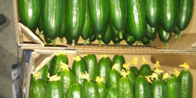 Greenhouse cucumber for sale (Gorkunov-Russia company). TIR deliveries. Feel