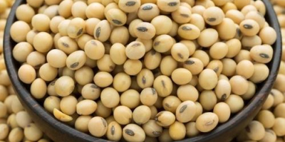 GMO and Non GMO Soy Beans Grade A Origin