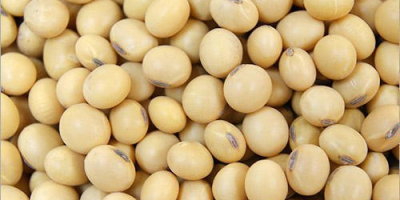 GMO and Non GMO Soy Beans Grade A Origin