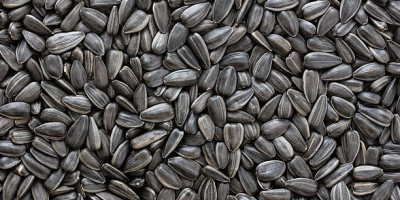 GMO and Non GMO Sunflower seeds Grade A Origin