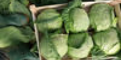 Spring cabbage, extra class, wooden or plastic packaging, 8-10