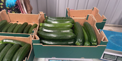 Organic zucchini Origin: Spain Calibration: 14/21 Pallet: 720 kg