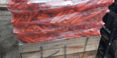 I will sell Volcano commercial carrots, pallet quantities. Negotiated