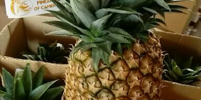 Best pineapple from Cameroon. We supply fresh and sweet