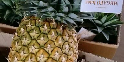 Beste Ananas aus Kamerun. Wir liefern frische und süße