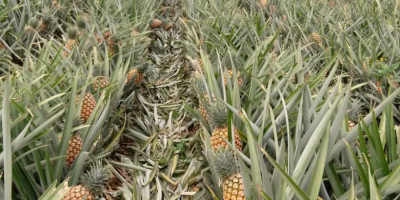 Best pineapple from Cameroon. We supply fresh and sweet