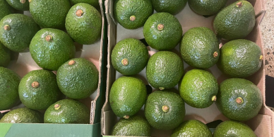 Mature, Handpicked, Crate Packed, Fresh Avocados