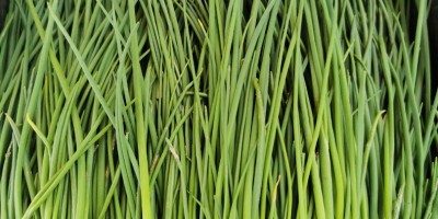 I will sell thin chives by weight, quantity and