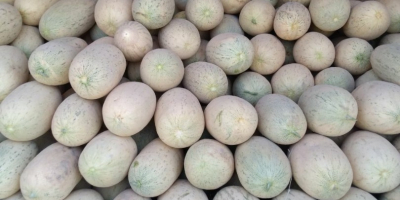 Süße Melonen aus der Republik Usbekistan! Wir können unsere