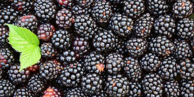I will buy blackberries for export, payment in cash