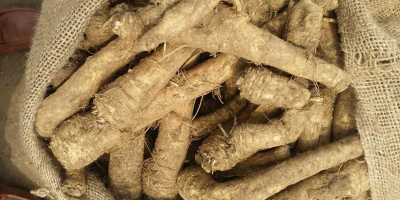 in 2022 season, we supply horseradish roots at higher
