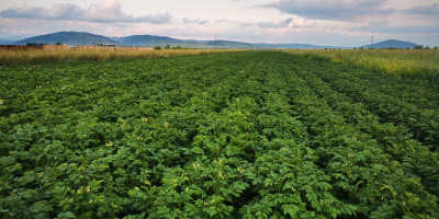 Ich verkaufe Kartoffeln und Samen von SANTE und Belaroza