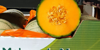 We are now #exporting #fresh #cantaloupe to our #international