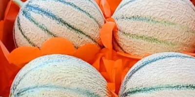 We are now #exporting #fresh #cantaloupe to our #international