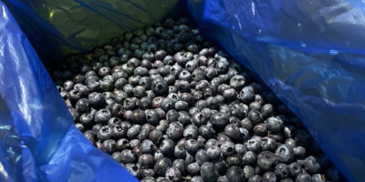 I will sell a frozen American blueberry. Country of
