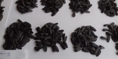 I buy large quantities, regularly, of sunflower seeds (confectionery